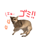 そちゃんぷ 3（個別スタンプ：1）