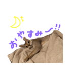 そちゃんぷ 3（個別スタンプ：4）