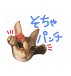 そちゃんぷ 3（個別スタンプ：5）