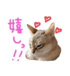 そちゃんぷ 3（個別スタンプ：7）