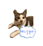 むぎくんの日常❷！（個別スタンプ：5）