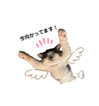 むぎくんの日常❷！（個別スタンプ：7）
