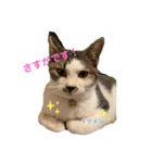 むぎくんの日常❷！（個別スタンプ：8）