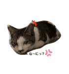 むぎくんの日常❷！（個別スタンプ：21）