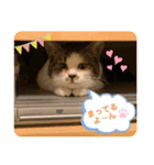むぎくんの日常❷！（個別スタンプ：24）