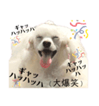 姫ファミリー  part1（個別スタンプ：16）