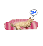 月見ちゃん(クリーム茶トラ)（個別スタンプ：1）