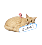 月見ちゃん(クリーム茶トラ)（個別スタンプ：2）