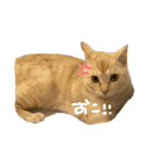 月見ちゃん(クリーム茶トラ)（個別スタンプ：7）