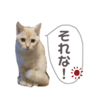 月見ちゃん(クリーム茶トラ)（個別スタンプ：14）