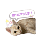 月見ちゃん(クリーム茶トラ)（個別スタンプ：16）
