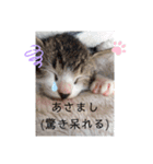 まえもとけでふ（個別スタンプ：5）