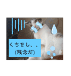 まえもとけでふ（個別スタンプ：11）