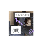 まえもとけでふ（個別スタンプ：13）