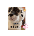 まえもとけでふ（個別スタンプ：17）