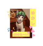 まえもとけでふ（個別スタンプ：19）