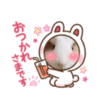 モルモットの心愛2（個別スタンプ：4）