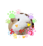 モルモットの心愛2（個別スタンプ：9）