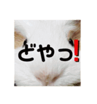 モルモットの心愛2（個別スタンプ：15）