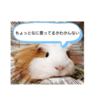モルモットの心愛2（個別スタンプ：17）