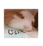 モルモットの心愛2（個別スタンプ：24）