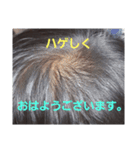 ハゲしすぎる男（個別スタンプ：1）