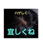ハゲしすぎる男（個別スタンプ：4）