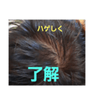 ハゲしすぎる男（個別スタンプ：5）