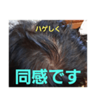 ハゲしすぎる男（個別スタンプ：8）