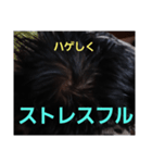 ハゲしすぎる男（個別スタンプ：12）