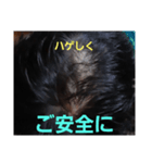 ハゲしすぎる男（個別スタンプ：17）