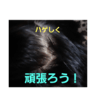 ハゲしすぎる男（個別スタンプ：19）