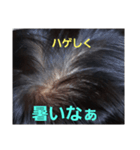 ハゲしすぎる男（個別スタンプ：20）