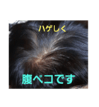 ハゲしすぎる男（個別スタンプ：23）