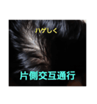 ハゲしすぎる男（個別スタンプ：24）