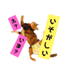 【猫のまつりちゃん】わがまままつりちゃん（個別スタンプ：1）