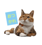 【猫のまつりちゃん】わがまままつりちゃん（個別スタンプ：3）