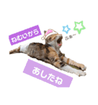 【猫のまつりちゃん】わがまままつりちゃん（個別スタンプ：4）