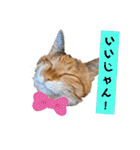 【猫のまつりちゃん】わがまままつりちゃん（個別スタンプ：8）