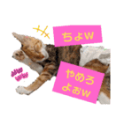 【猫のまつりちゃん】わがまままつりちゃん（個別スタンプ：9）