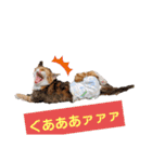 【猫のまつりちゃん】わがまままつりちゃん（個別スタンプ：11）