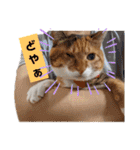 【猫のまつりちゃん】わがまままつりちゃん（個別スタンプ：12）
