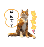 【猫のまつりちゃん】わがまままつりちゃん（個別スタンプ：13）