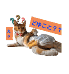 【猫のまつりちゃん】わがまままつりちゃん（個別スタンプ：14）
