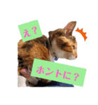 【猫のまつりちゃん】わがまままつりちゃん（個別スタンプ：16）