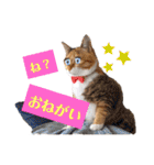 【猫のまつりちゃん】わがまままつりちゃん（個別スタンプ：18）