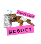 【猫のまつりちゃん】わがまままつりちゃん（個別スタンプ：19）