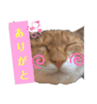 【猫のまつりちゃん】わがまままつりちゃん（個別スタンプ：20）