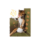 【猫のまつりちゃん】わがまままつりちゃん（個別スタンプ：21）