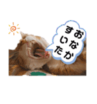 【猫のまつりちゃん】わがまままつりちゃん（個別スタンプ：23）